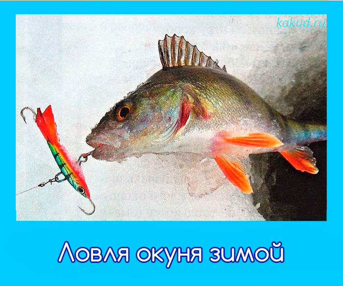 зимняя рыбалка окуня фото
