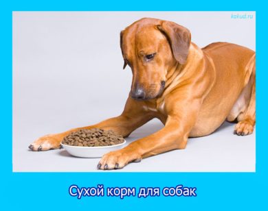 Сухой корм для собак