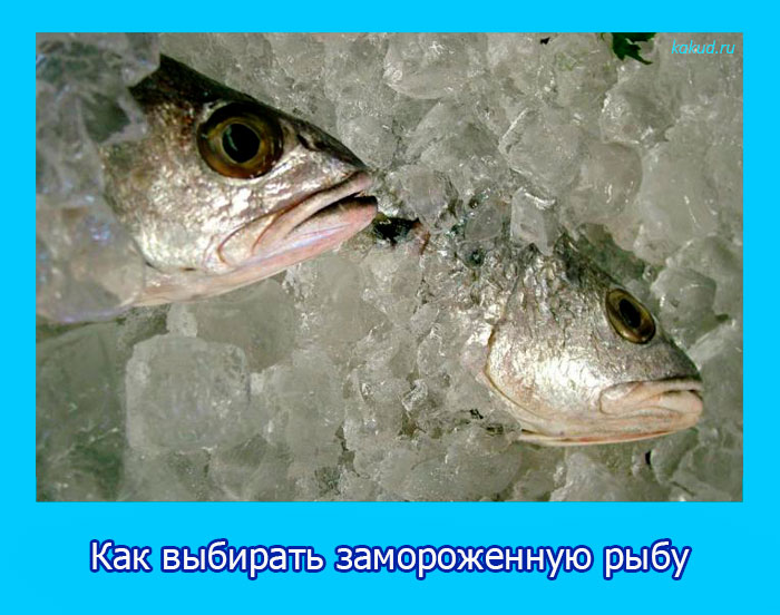 Как выбирать замороженную рыбу