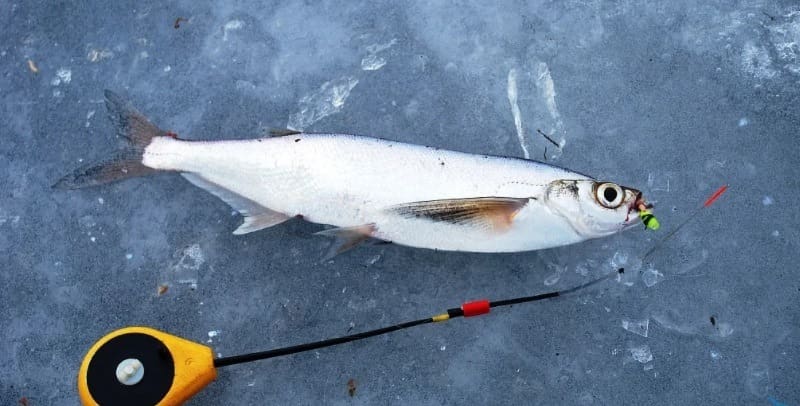Рыба чехонь – описание, ловля чехони, снасть, фото и видео