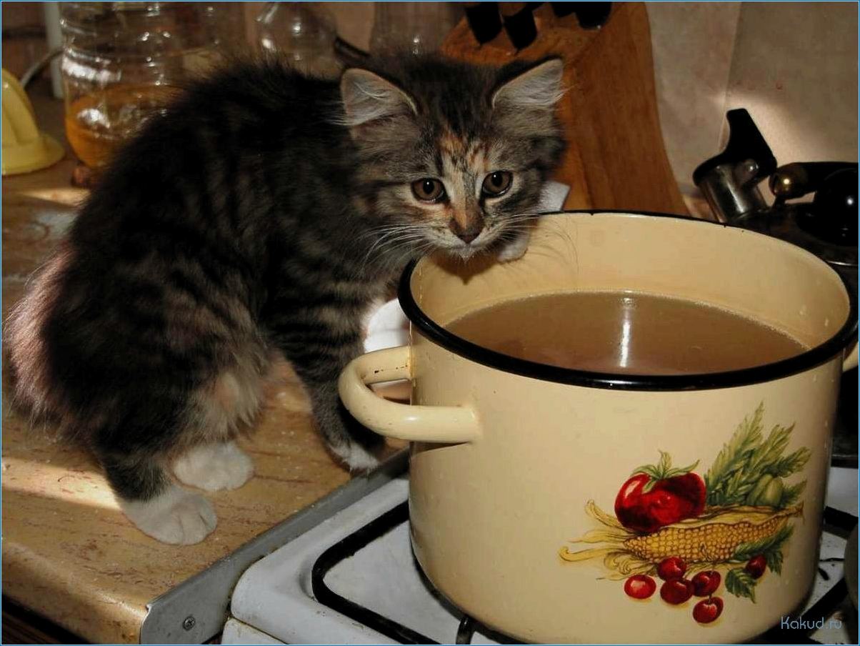 Рыбный суп для кошки