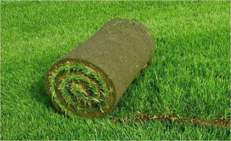 Какой выбрать газон: сеянный или рулонный