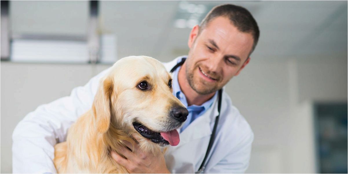 Принципы работы ветеринарной клиники