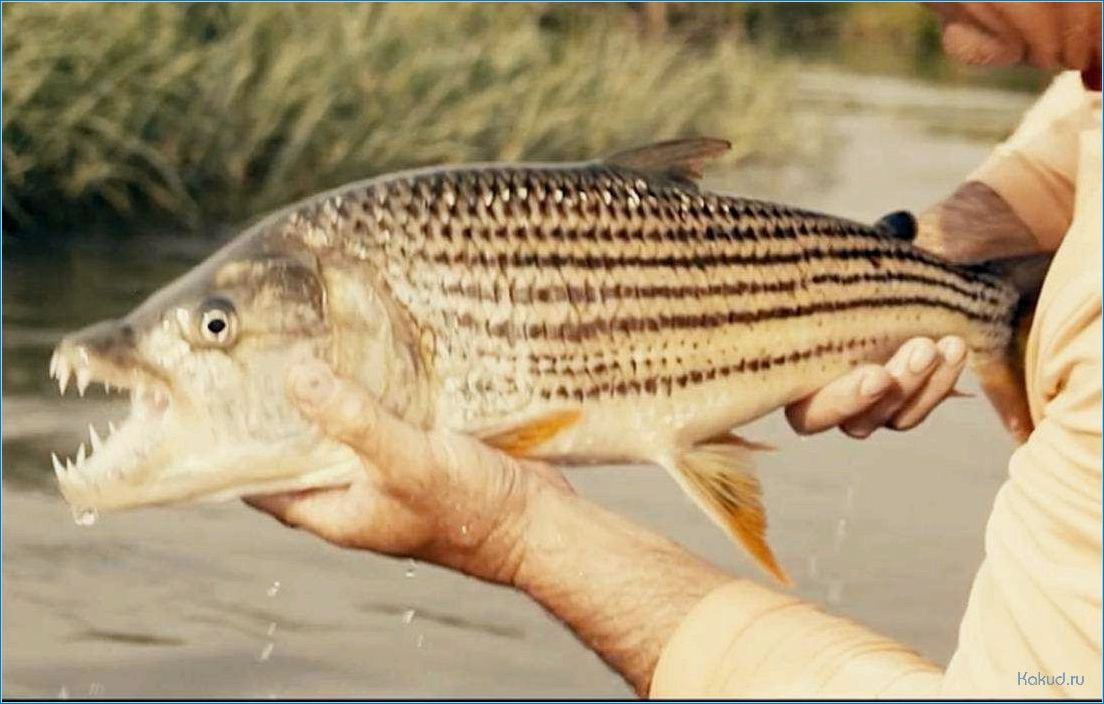 Рыба тигр: вкусное блюдо из морепродуктов