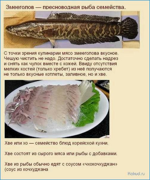 Приготовление блюд из рыбы змееголов