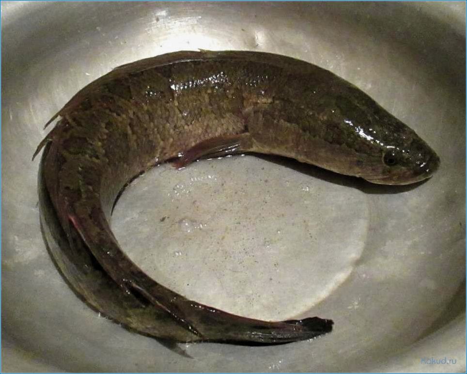 Приготовление блюд из рыбы змееголов