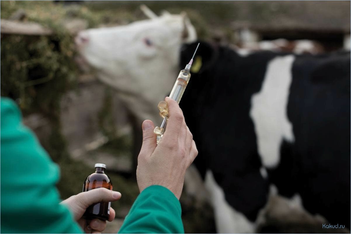 Мастит у коров: причины, симптомы, способы лечения