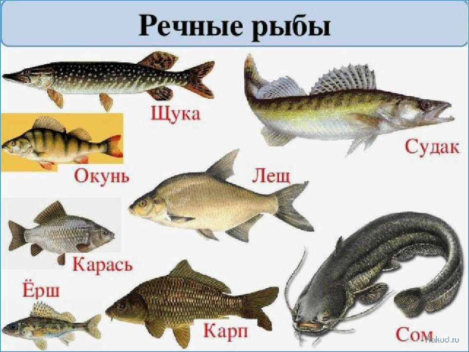 Пескарь рыба: рецепты и блюда