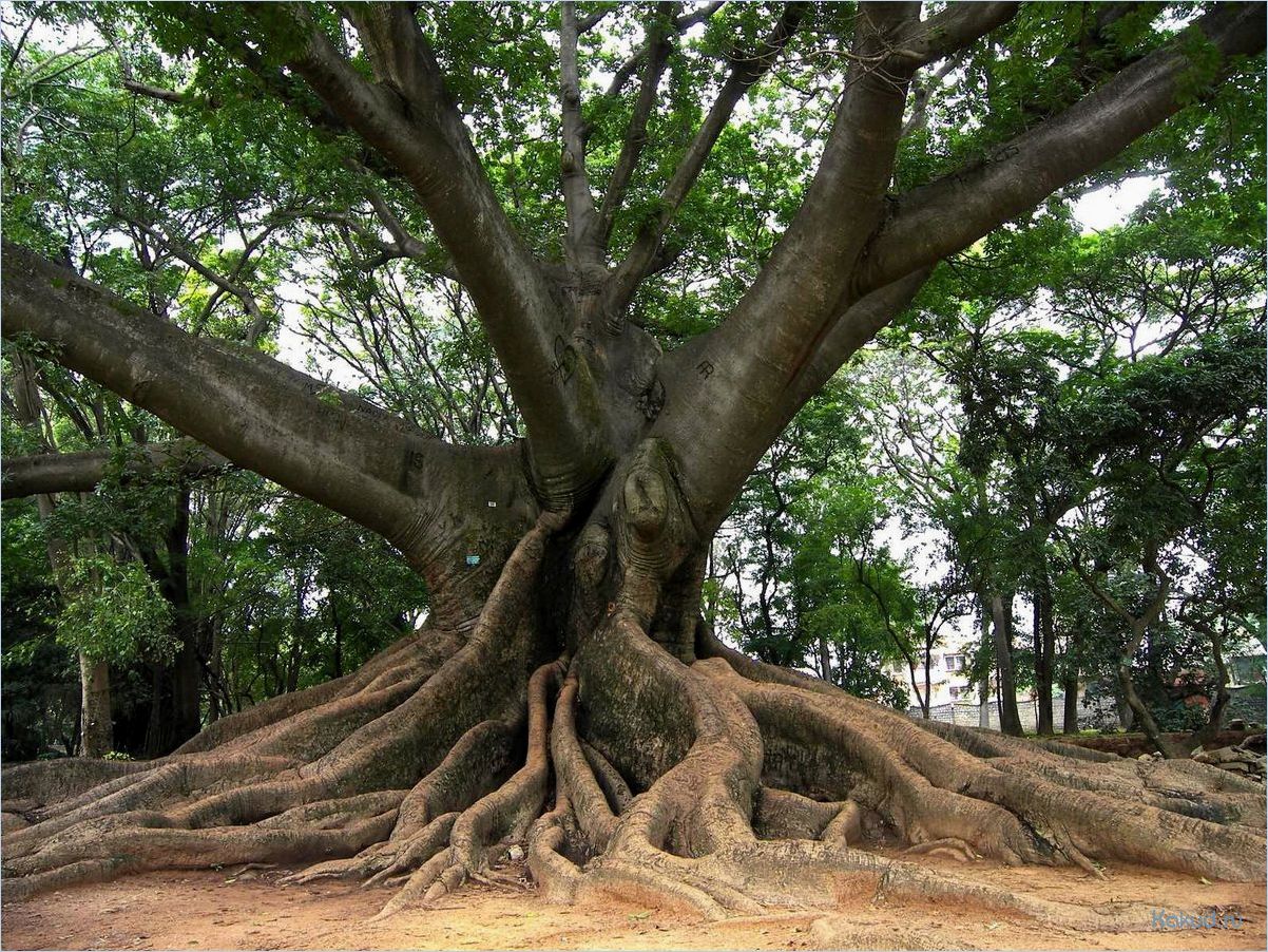 Все о дереве сейба: описание, характеристики и применение