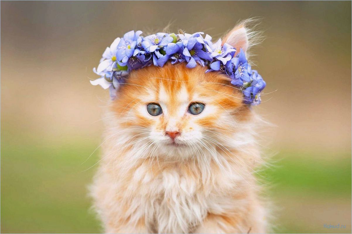 Милые котики: подборка самых смешных фотографий и видео!