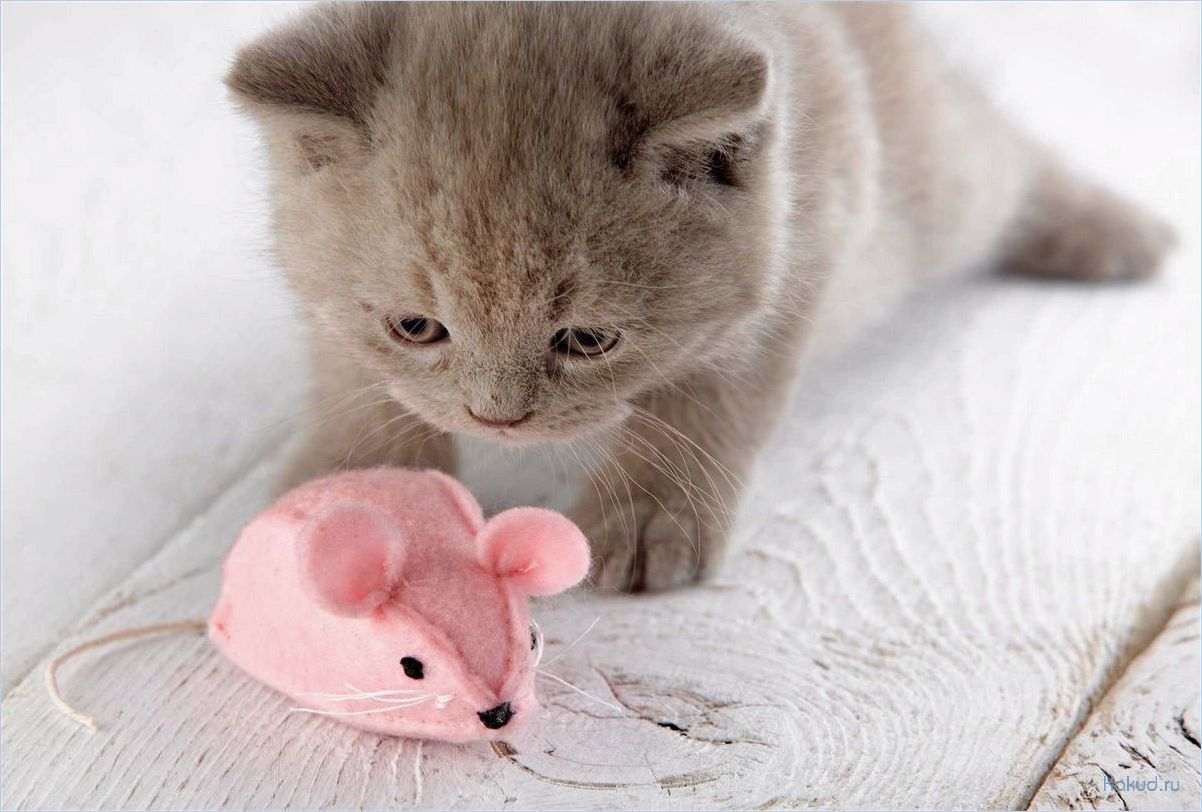 Милые котики: подборка самых смешных фотографий и видео!