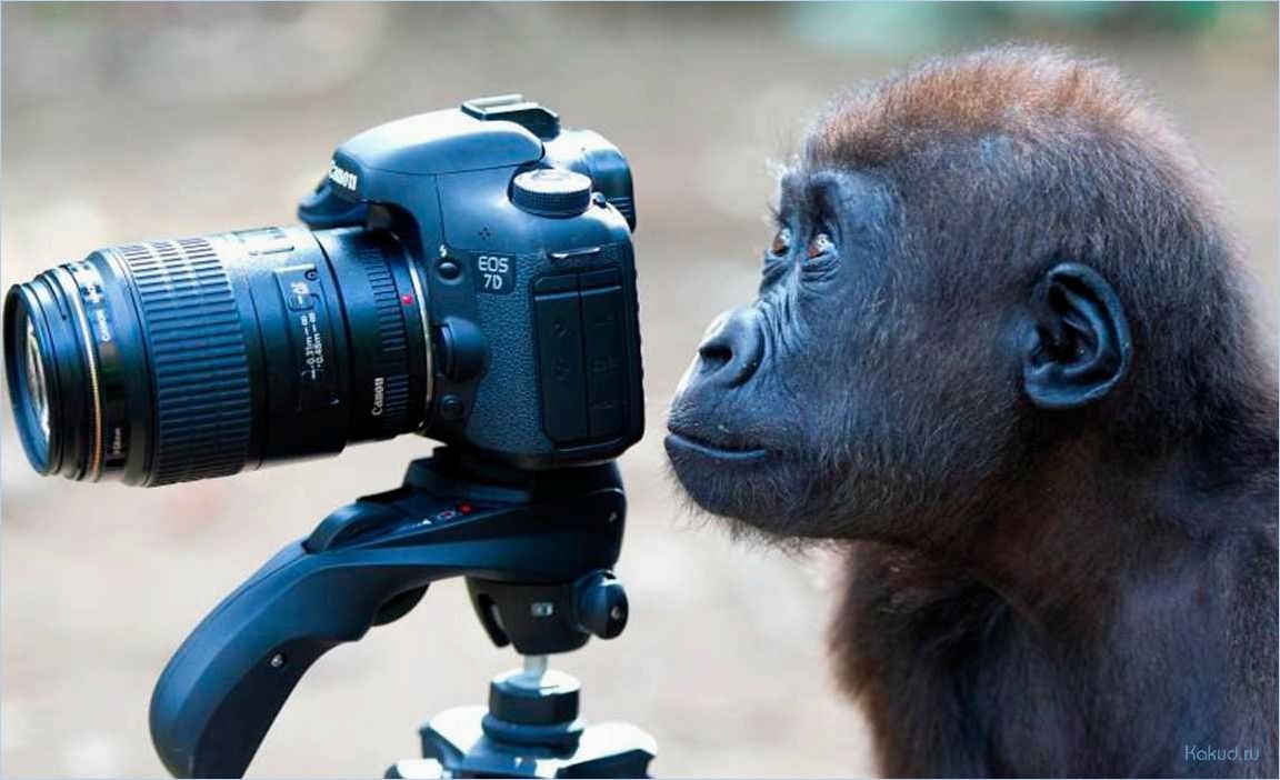 Профессиональный фотограф: искусство захватить мгновение