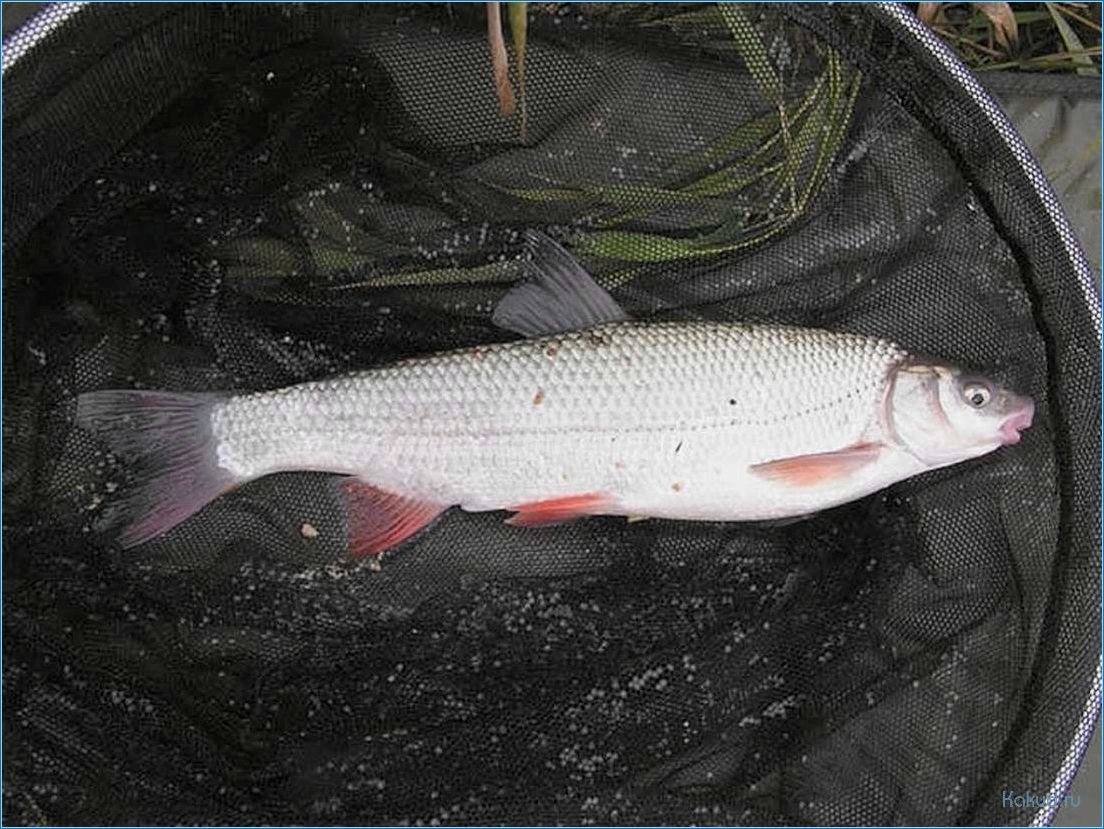 Рыба с красными плавниками речная. Подуст – Chondrostoma Nasus (Linnaeus, 1758). Подуст плотва. Подуст черный. Кубанский Подуст.