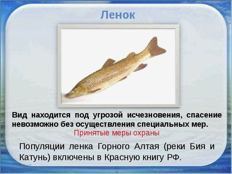 Рыба ленок блюда